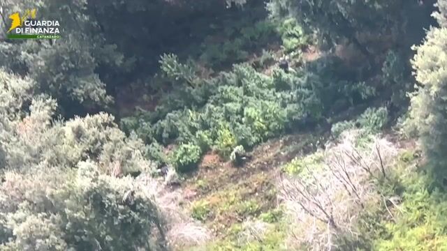 Sequestrate in Calabria 19 piantagioni di canapa indiana per