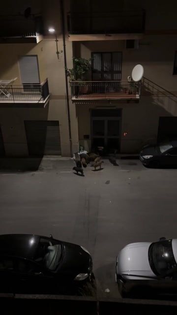 Lamezia, cresce allarme per branchi di cinghiali in centro: 