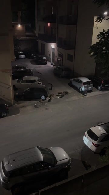 Lamezia, branco di cinghiali nella notte in via Musolino: ma
