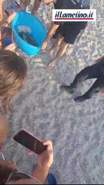 Salvata da amo e filo da pesca, la tartaruga Azzurra torna i