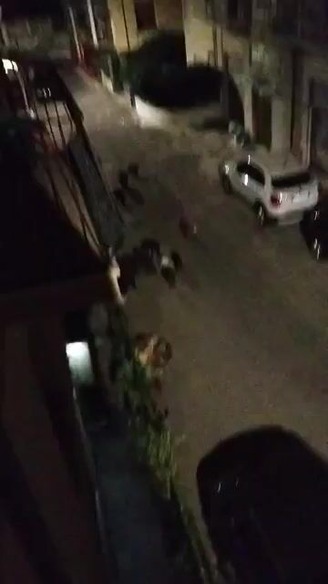 Lamezia, cinghiali in branco in diverse zone del centro: cre
