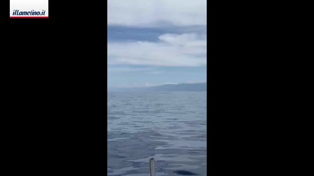 Avvistato capodoglio nelle acque tra Campora e Falerna - Vid