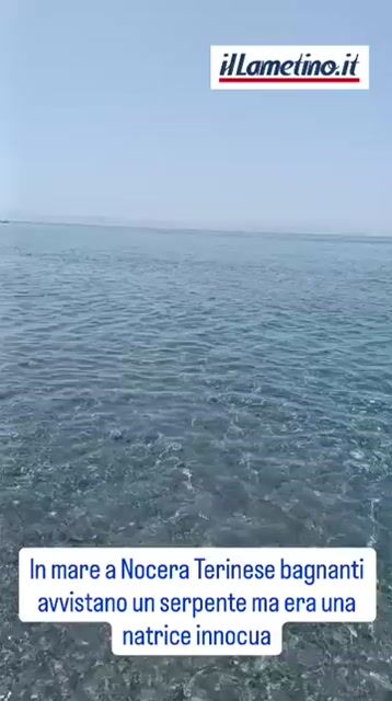 Serpente avvistato in mare a Nocera Terinese: catturato e li
