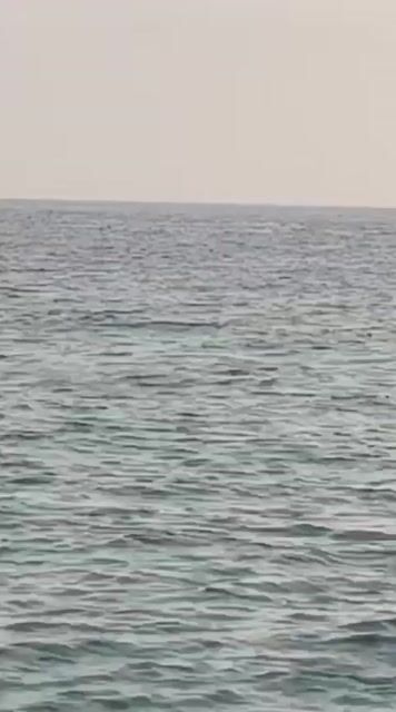 Delfini al largo della costa: spettacolo tra salti e acrobaz