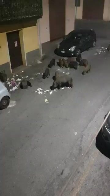 Lamezia, cinghiali in branco in diverse zone del centro: cre